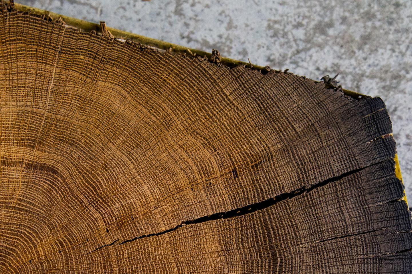 Approach Based on Annual Tree Ring Data Suggests Thera Erupted in the Sixteenth Century B.C. (5 of 10)