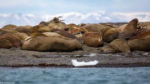 Walrusses in the Arctic_Photo Jeroen Hoekendijk