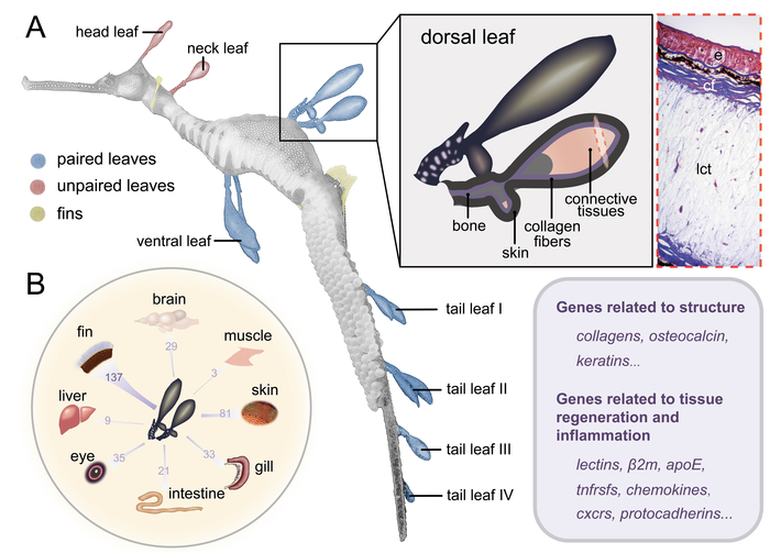 Morphology and genetic makeup of the leaf-like appendages in the common seadragon