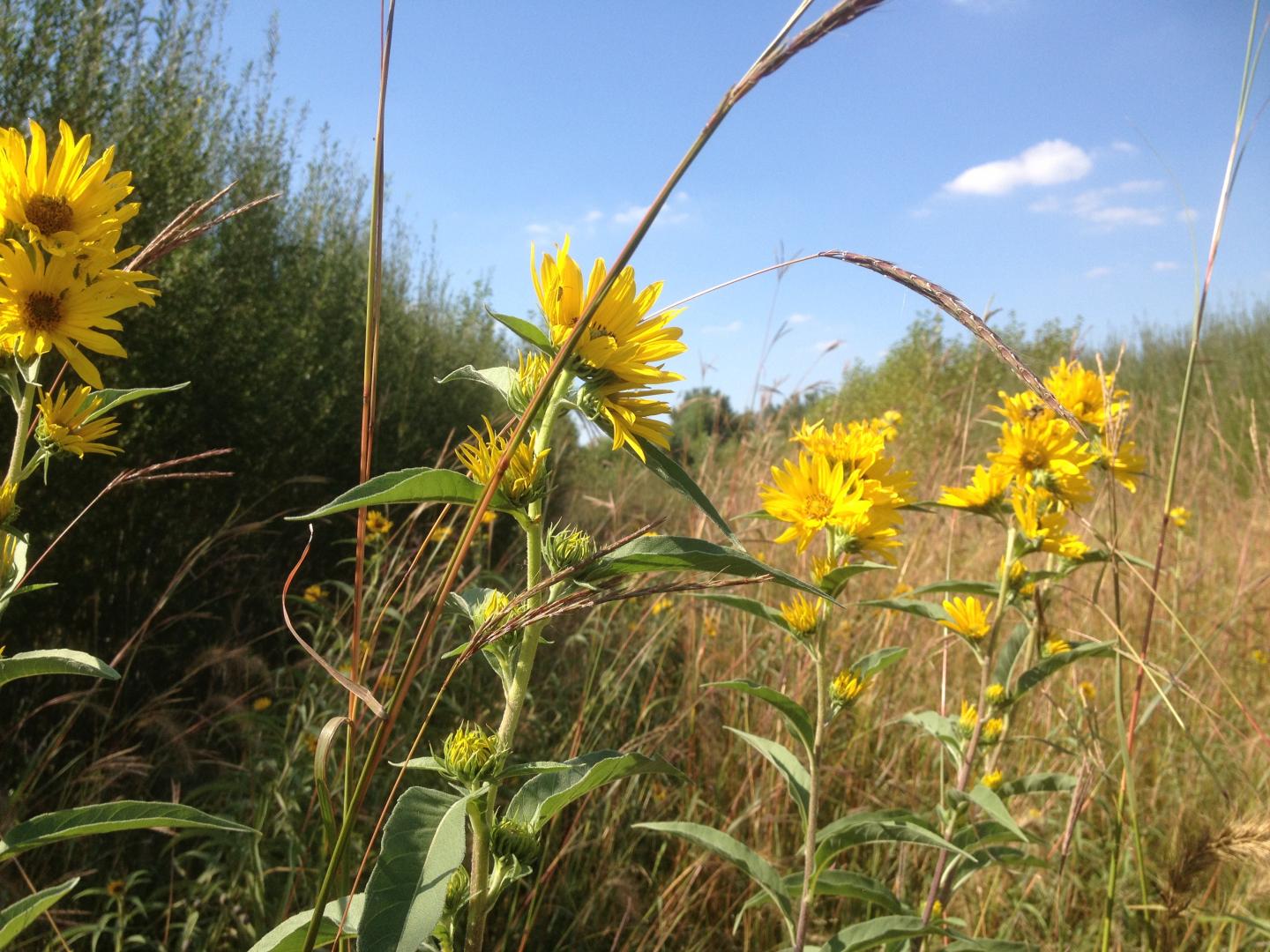 Willow & Max Sunflower