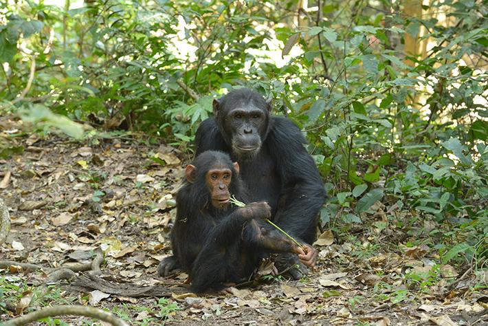 Chimpanzee Fathers Bias Their Behavior Toward Their Offspring