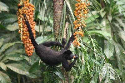 Howler Monkey Eating Astrocaryum Fruit