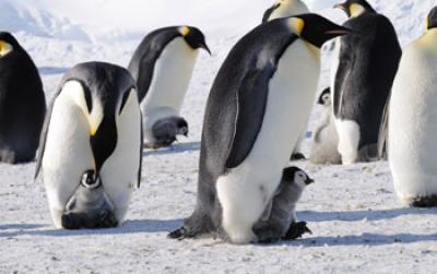 Emperor Penguins with Their Young