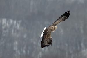 White-tailed eagle