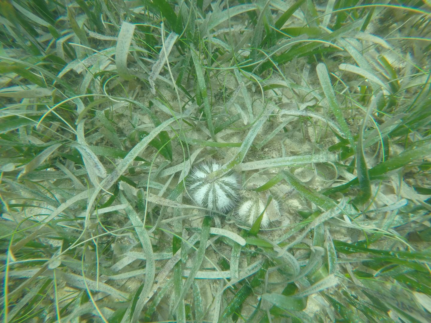 Adult Sea Urchins on Sea Floor