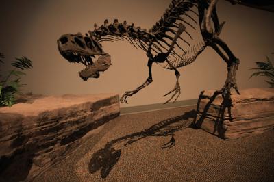 <i>Allosaurus</i> Image (1 of 2)
