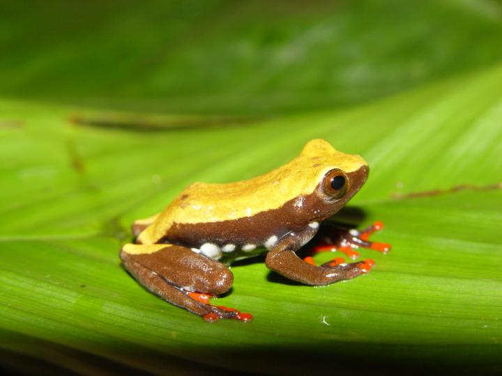 An Adult Female Reed Frog from Cameroon