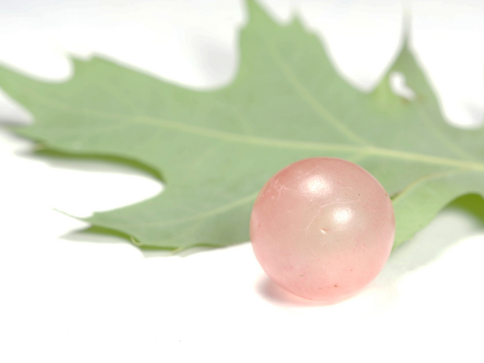 translucent oak gall