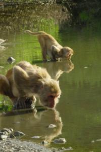 Rhesus Macaques At Water