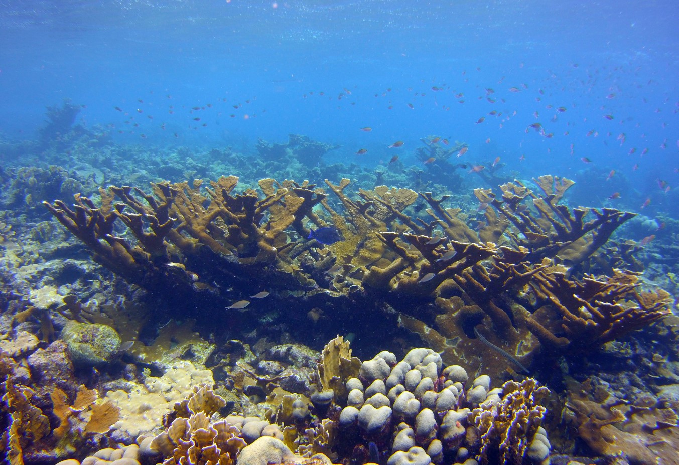 Elkhorn coral