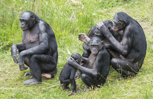 Bonobos in the Dutch zoo Apenheul