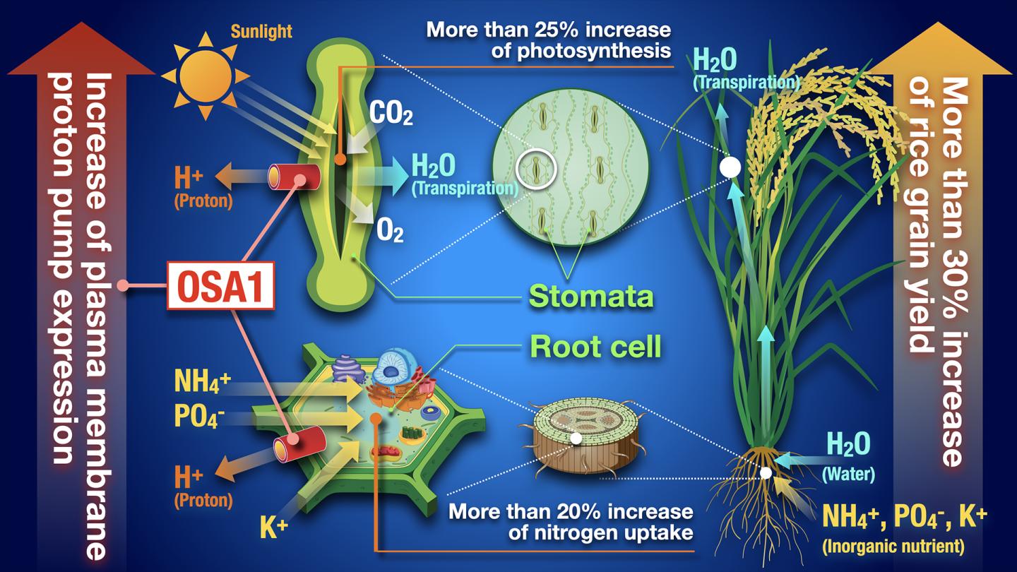 Overexpression of proton pump gene leads to increased yield