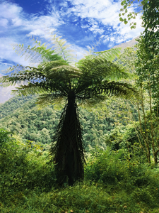 Tree fern