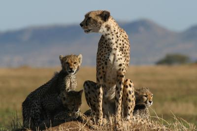 Cheetah Females Have Many Mates