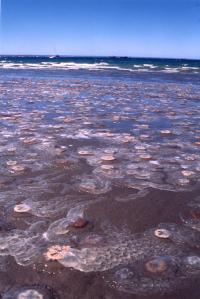 Stranding of <i>Chrysaora plocamia</i> Jellyfish