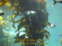 Color in Water: Algae Sense a Wide Spectrum