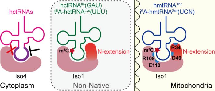 Mécanisme de modification et spécificité du substrat de METTL8