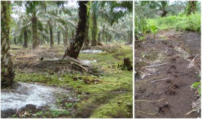 Conditions at a Mature Oil Palm Plantation Site