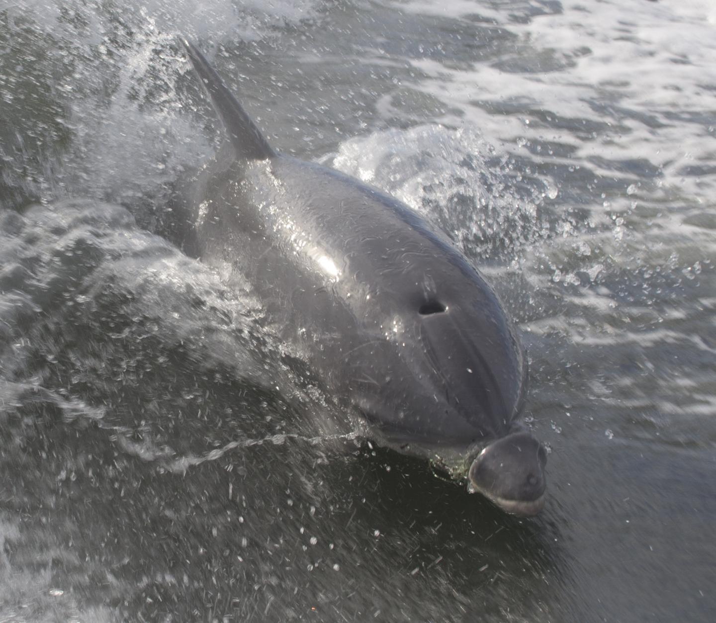 Study Shows Severe, Long-term Damage from Monofilament Fishing Line