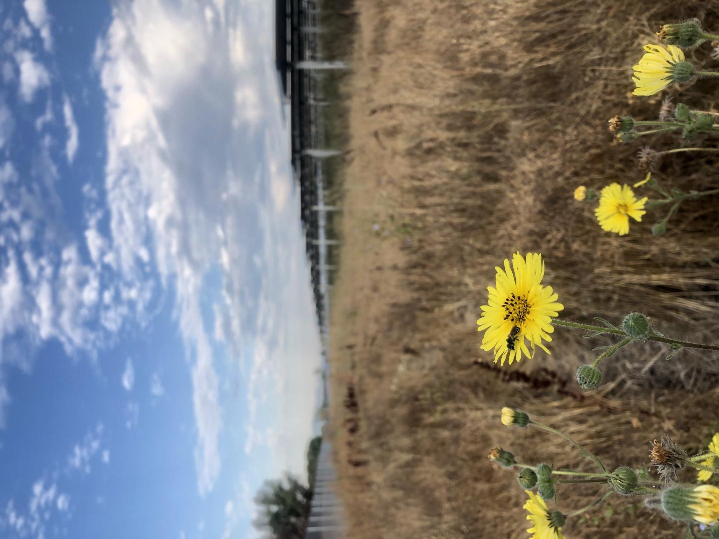 Solar Panels and Flowers