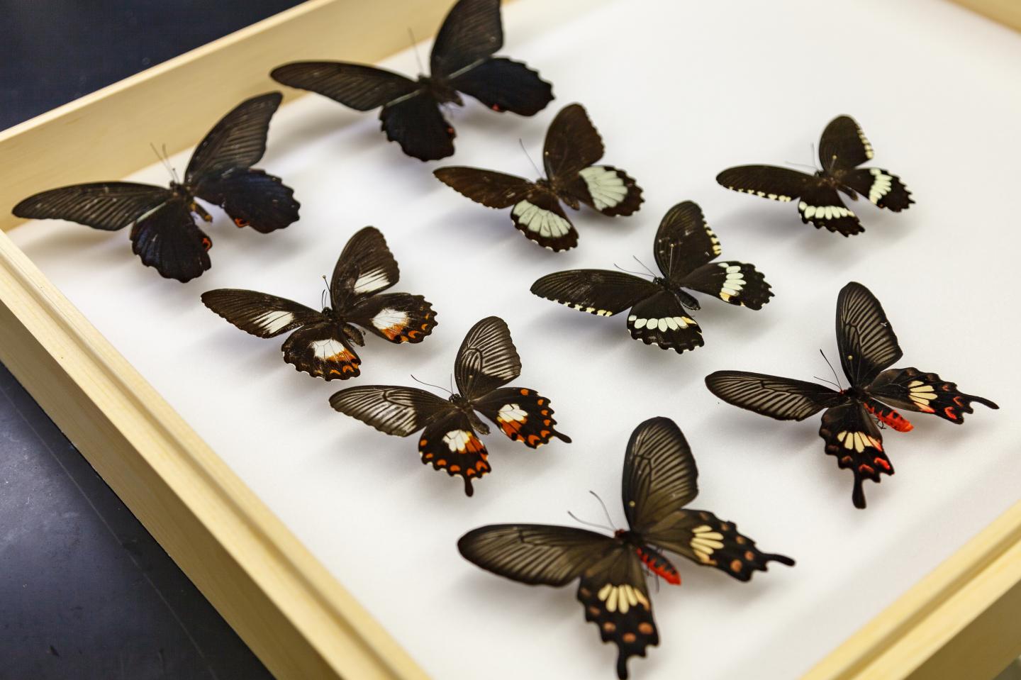 Swallowtail butterflies 2