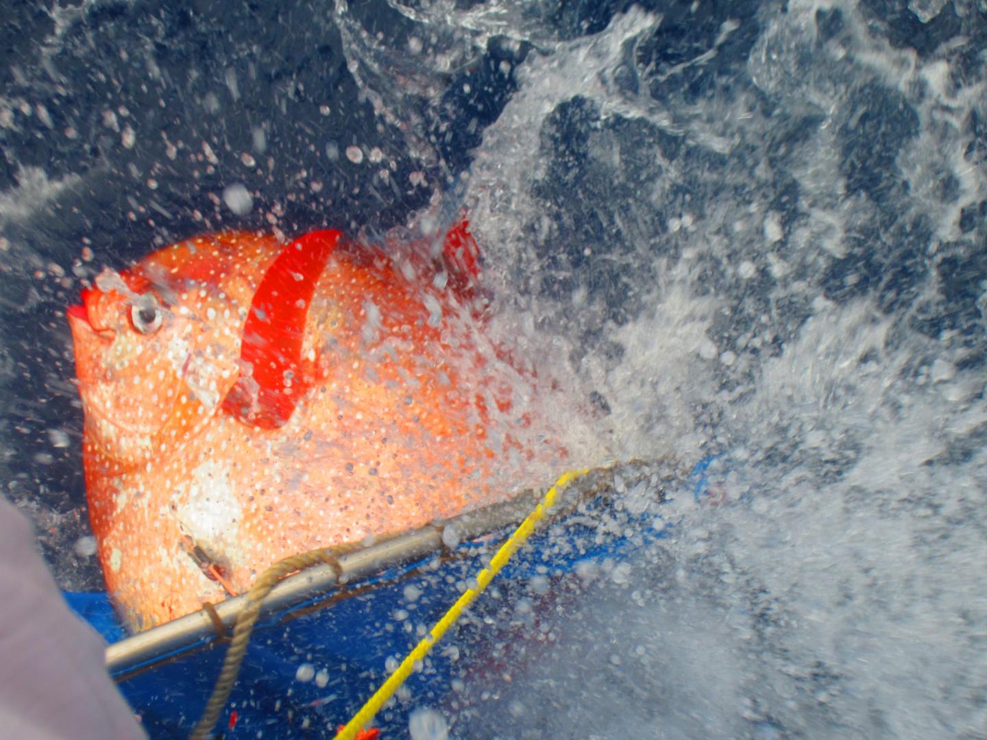 Opah Release