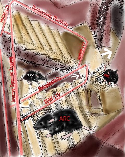 Dimensional Perspective Related to the Changing Rules of a Room Location
