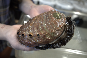 Adult red abalone