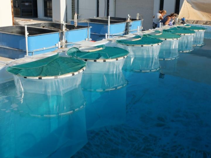 Experiment conducted in Crete Island, Greece