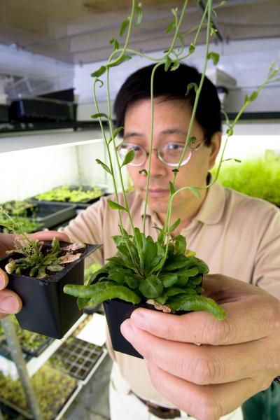 Zhixiang Chen Studies a Plant Virus