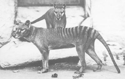 Hair of Tasmanian Tiger Yields Genes of Extinct Species