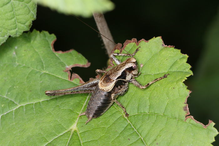 The dark bush-cricket Pholidoptera griseoaptera is one of the many declining insect species in Central Europe.