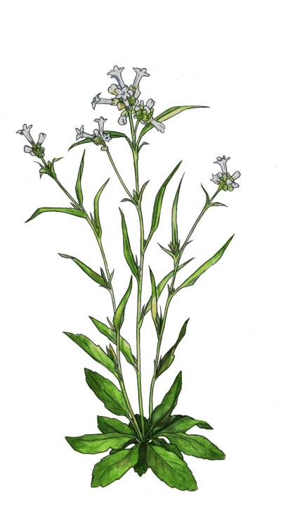 <em>Nicotiana Quadravalvus </em>