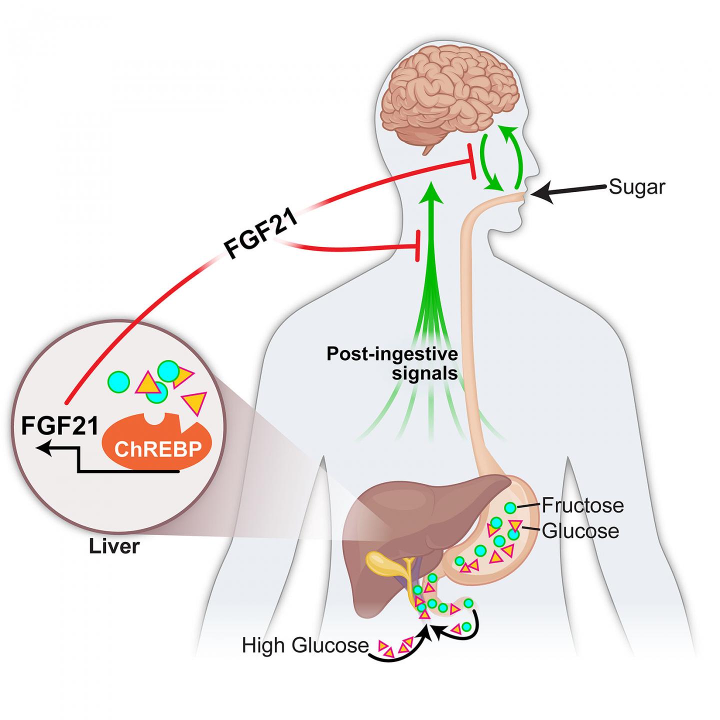 Liver & Sugar