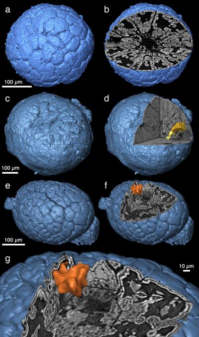 Embryos From the Lower Cambrian