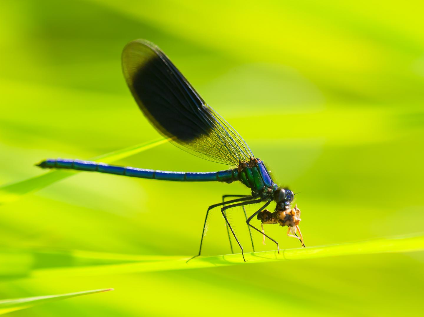 Blue Spotted Wings Smaller Male