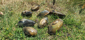 Mussels on the riverbank
