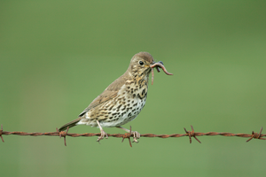 Song Thrush