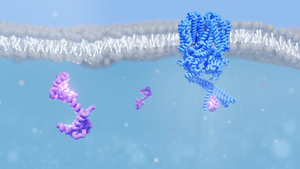 Calmodulin interacting with the rod CNG ion channel