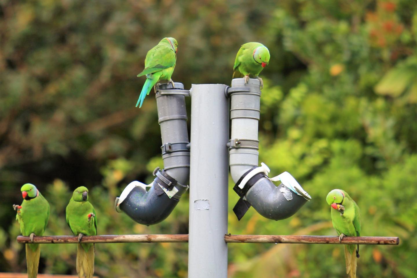 Parakeets at a Feeding Station