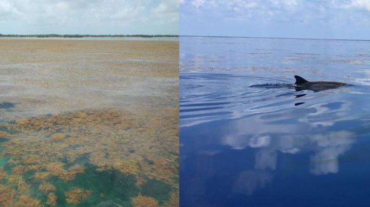 Sargussum in Florida and Sargassum in the Open Ocean