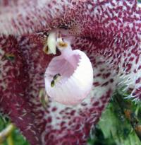 Dracula Orchid and Pollinator Fly