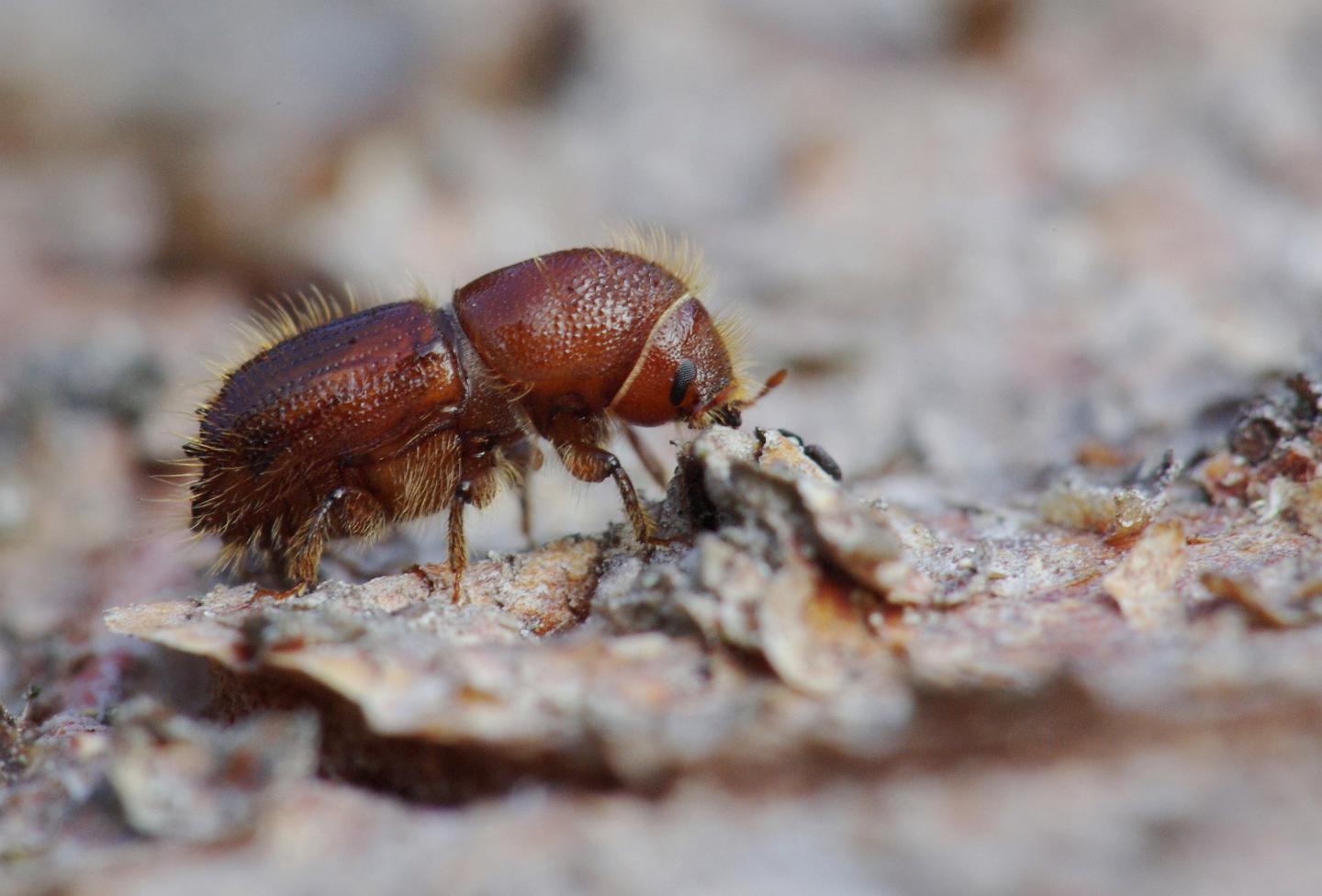 The European Spruce Bark Beetle