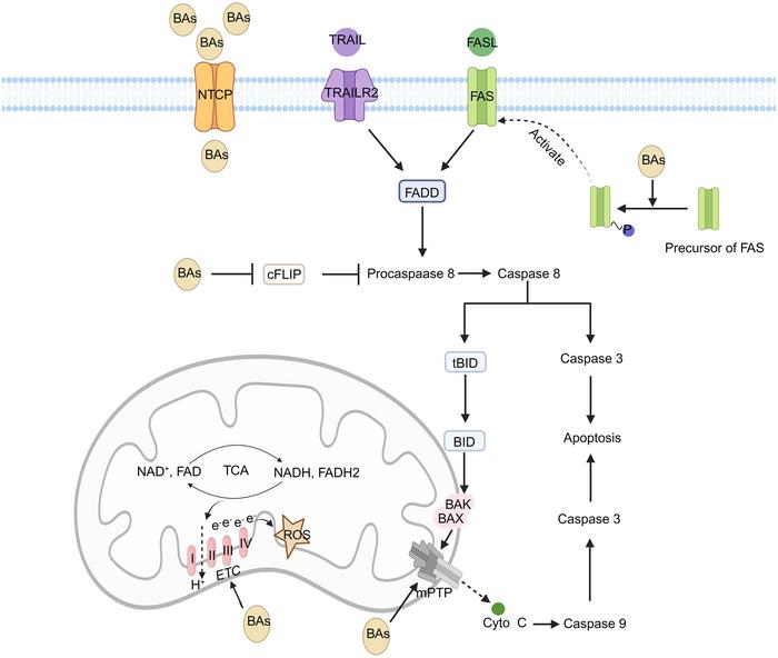 BAs induce hepatocyte apoptosis by mediating mitochondrial dysfunction through death receptors via independent & dependent pathways