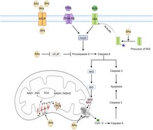 BAs induce hepatocyte apoptosis by mediating mitochondrial dysfunction through death receptors via independent & dependent pathways