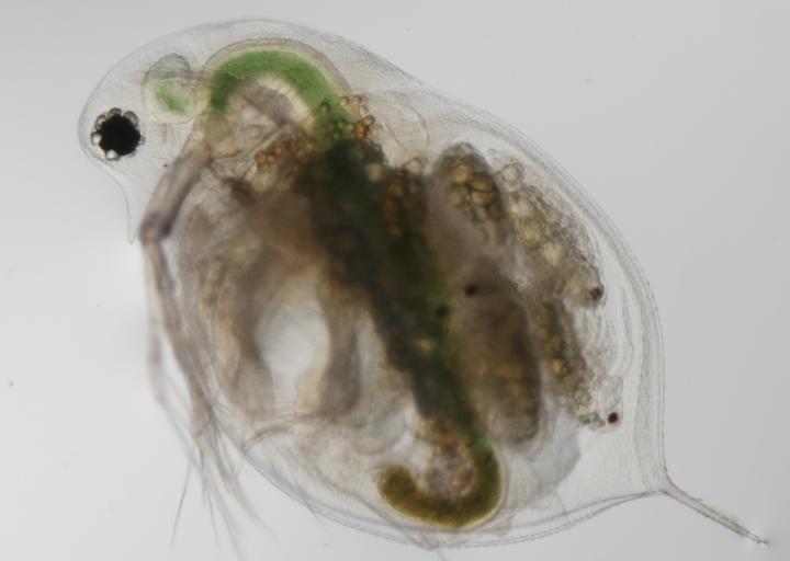 Seeing is Conceiving