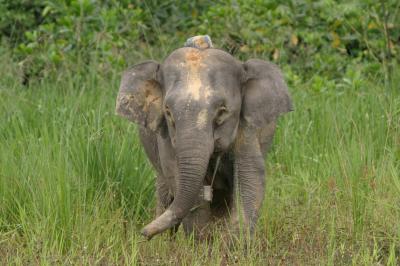 Pygmy Elephant with Radio Collar