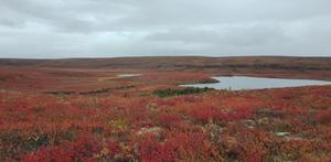 Upland tundra autumn landscape