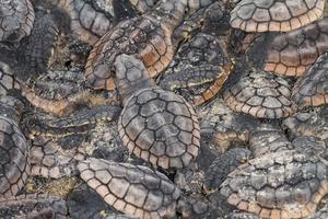 Loggerhead Sea Turtle Hatchlings