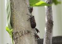 Spotted Lanternfly Adult and Nymphs